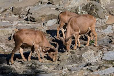 Znakomita pora na odwiedziny w krakowskim ZOO, widać co dzieje się na wybiegach - zdjęcie 22