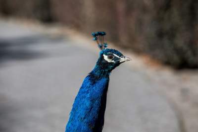 Znakomita pora na odwiedziny w krakowskim ZOO, widać co dzieje się na wybiegach - zdjęcie 42