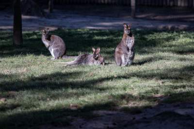 Znakomita pora na odwiedziny w krakowskim ZOO, widać co dzieje się na wybiegach - zdjęcie 24
