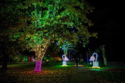 To miejsce uwielbiają nie tylko dzieci, ogród świateł znów zachwyca - zdjęcie 4