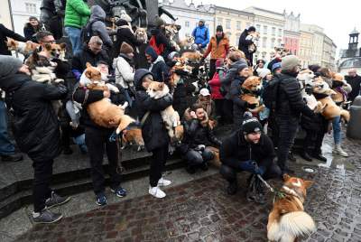 Psy rasy welsh corgi opanowały pomnik Mickiewicza, taka tradycja - zdjęcie 6
