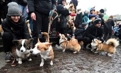 Psy rasy welsh corgi opanowały pomnik Mickiewicza, taka tradycja - zdjęcie 13