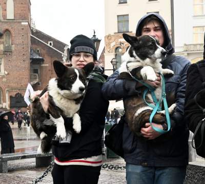 Psy rasy welsh corgi opanowały pomnik Mickiewicza, taka tradycja - zdjęcie 17