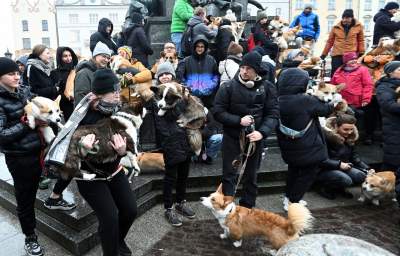 Psy rasy welsh corgi opanowały pomnik Mickiewicza, taka tradycja - zdjęcie 8