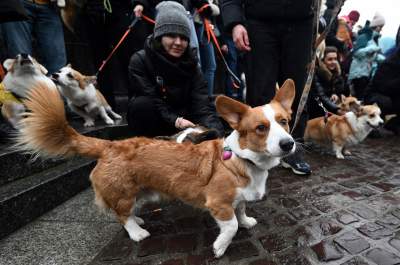 Psy rasy welsh corgi opanowały pomnik Mickiewicza, taka tradycja - zdjęcie 18