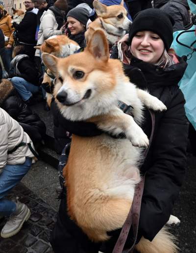 Psy rasy welsh corgi opanowały pomnik Mickiewicza, taka tradycja - zdjęcie 19