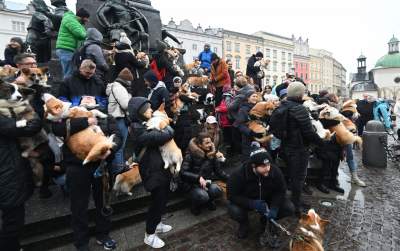 Psy rasy welsh corgi opanowały pomnik Mickiewicza, taka tradycja - zdjęcie 3