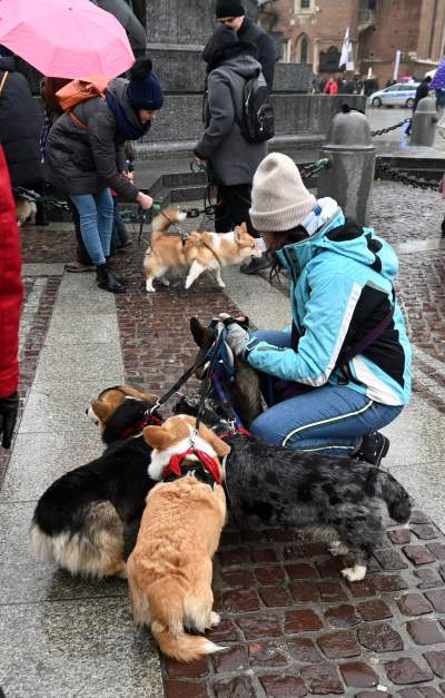 Psy rasy welsh corgi opanowały pomnik Mickiewicza, taka tradycja - zdjęcie 20