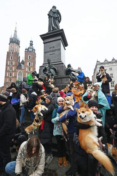 Psy rasy welsh corgi opanowały pomnik Mickiewicza, taka tradycja - zdjęcie 4