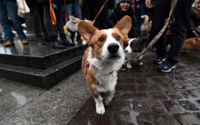 Psy rasy welsh corgi opanowały pomnik Mickiewicza, taka tradycja - zdjęcie 16