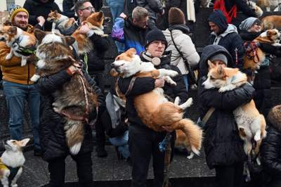 Psy rasy welsh corgi opanowały pomnik Mickiewicza, taka tradycja - zdjęcie 5