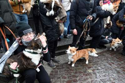 Psy rasy welsh corgi opanowały pomnik Mickiewicza, taka tradycja - zdjęcie 10