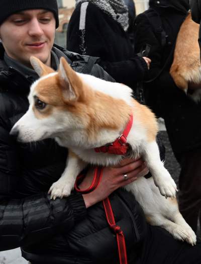 Psy rasy welsh corgi opanowały pomnik Mickiewicza, taka tradycja - zdjęcie 9