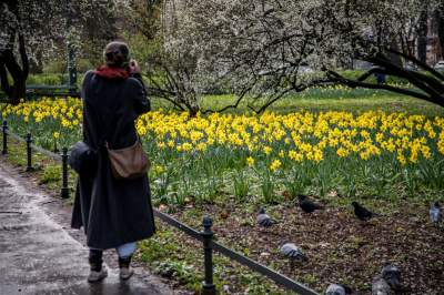 Barwna tradycja, czyli Niedziela Palmowa w Krakowie - zdjęcie 24