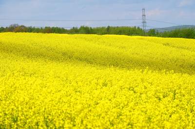 Okolice Nowej Huty: rzepak w tym roku oszalał - zdjęcie 27
