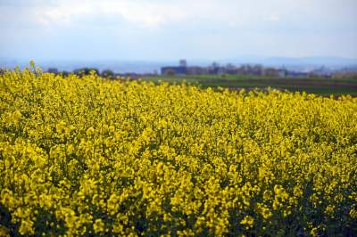 Okolice Nowej Huty: rzepak w tym roku oszalał - zdjęcie 19