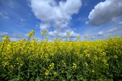 Okolice Nowej Huty: rzepak w tym roku oszalał - zdjęcie 17
