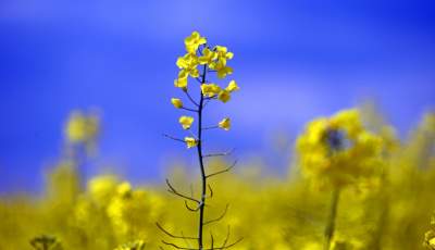 Okolice Nowej Huty: rzepak w tym roku oszalał - zdjęcie 20