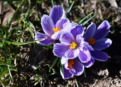 W Krakowie najładniejsze krokusy są na górce w parku Krowoderskim - zdjęcie 24