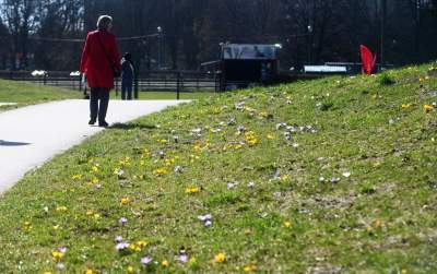 W Krakowie najładniejsze krokusy są na górce w parku Krowoderskim - zdjęcie 13