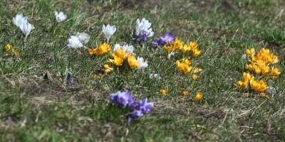 W Krakowie najładniejsze krokusy są na górce w parku Krowoderskim - zdjęcie 6