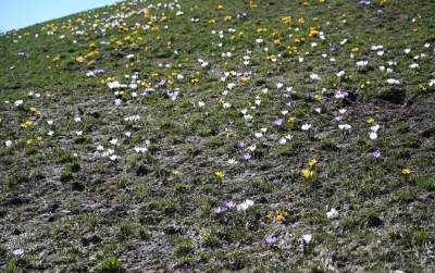 W Krakowie najładniejsze krokusy są na górce w parku Krowoderskim - zdjęcie 25