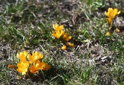 W Krakowie najładniejsze krokusy są na górce w parku Krowoderskim - zdjęcie 15