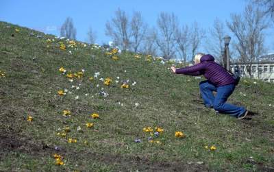 W Krakowie najładniejsze krokusy są na górce w parku Krowoderskim - zdjęcie 16
