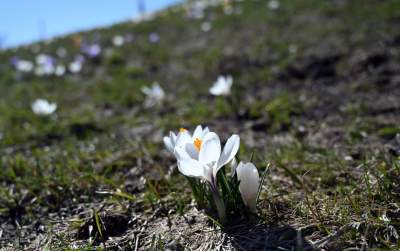 W Krakowie najładniejsze krokusy są na górce w parku Krowoderskim - zdjęcie 27