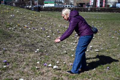 W Krakowie najładniejsze krokusy są na górce w parku Krowoderskim - zdjęcie 22