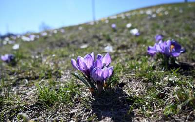 W Krakowie najładniejsze krokusy są na górce w parku Krowoderskim - zdjęcie 28