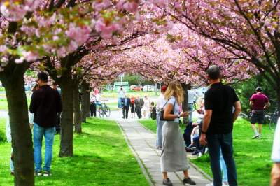 Prawie jak w Japonii, wyjątkowy zakątek w Krakowie przyciąga tłumy - zdjęcie 18