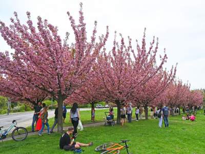 Prawie jak w Japonii, wyjątkowy zakątek w Krakowie przyciąga tłumy - zdjęcie 36