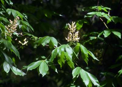Najlepsze miejsce na spacer w Krakowie, zwłaszcza o tej porze roku - zdjęcie 48