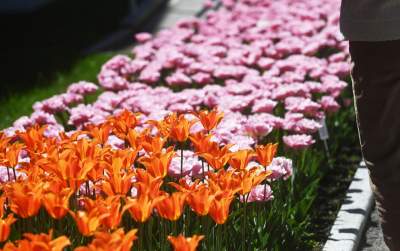 Najlepsze miejsce na spacer w Krakowie, zwłaszcza o tej porze roku - zdjęcie 59