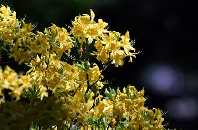 Najlepsze miejsce na spacer w Krakowie, zwłaszcza o tej porze roku - zdjęcie 42