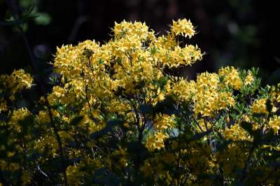 Najlepsze miejsce na spacer w Krakowie, zwłaszcza o tej porze roku - zdjęcie 36