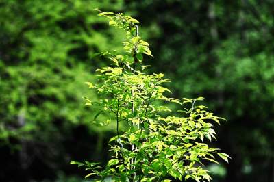 Najlepsze miejsce na spacer w Krakowie, zwłaszcza o tej porze roku - zdjęcie 28