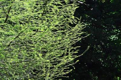 Najlepsze miejsce na spacer w Krakowie, zwłaszcza o tej porze roku - zdjęcie 30