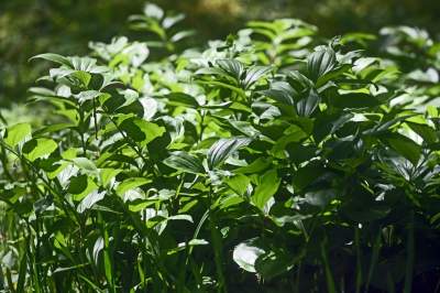 Najlepsze miejsce na spacer w Krakowie, zwłaszcza o tej porze roku - zdjęcie 47