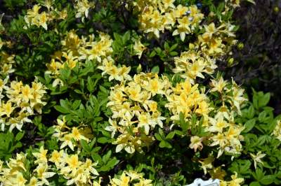 Najlepsze miejsce na spacer w Krakowie, zwłaszcza o tej porze roku - zdjęcie 24