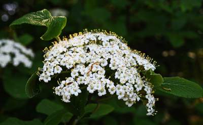 Najlepsze miejsce na spacer w Krakowie, zwłaszcza o tej porze roku - zdjęcie 39