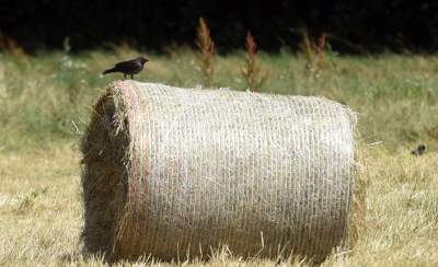 Niezłe zbiory pod Wawelem. Wiejskie klimaty w Krakowie - zdjęcie 15