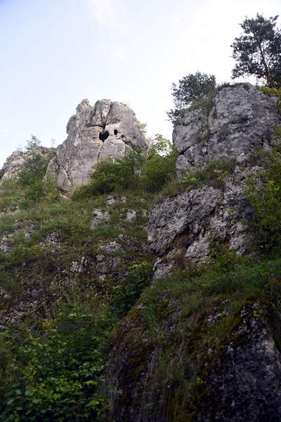 Zatrudnili kozy do utrzymania zieleni w pięknej podkrakowskiej dolinie... - zdjęcie 5