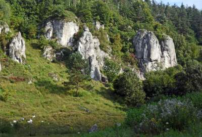 Zatrudnili kozy do utrzymania zieleni w pięknej podkrakowskiej dolinie... - zdjęcie 1