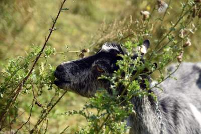 Zatrudnili kozy do utrzymania zieleni w pięknej podkrakowskiej dolinie... - zdjęcie 20