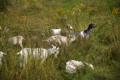 Zatrudnili kozy do utrzymania zieleni w pięknej podkrakowskiej dolinie... - zdjęcie 17