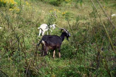 Zatrudnili kozy do utrzymania zieleni w pięknej podkrakowskiej dolinie... - zdjęcie 13
