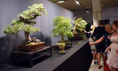 Kapitalna wystawa niezwykłych roślin - zdjęcie 12