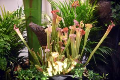 Kapitalna wystawa niezwykłych roślin - zdjęcie 40